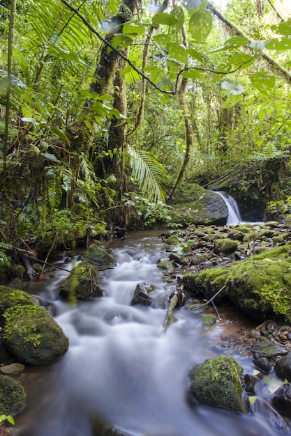 Cloud forest stream in Costa Rica