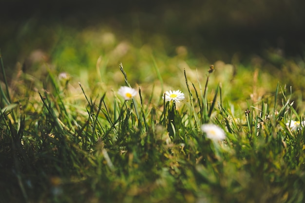 Captivating Closeup Shot of Flowers in a Grassy Field on a Sunny Day at Golden Gate Park in SF