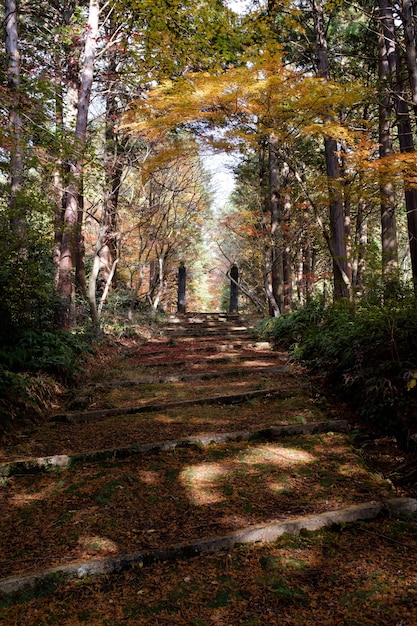 Colorful Leaves Pathway in Autumn Forest