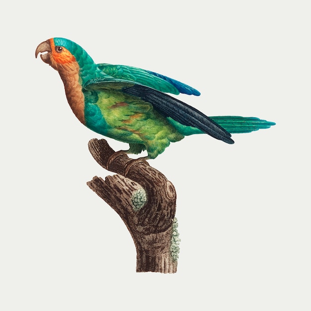 Yellow-Crowned Parakeet Vector Templates – Free Download