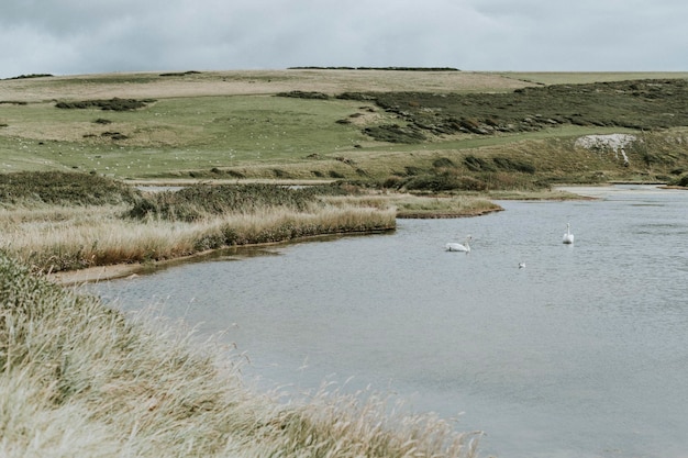 Landscape of a grassland by the water – Free Stock Photo Download