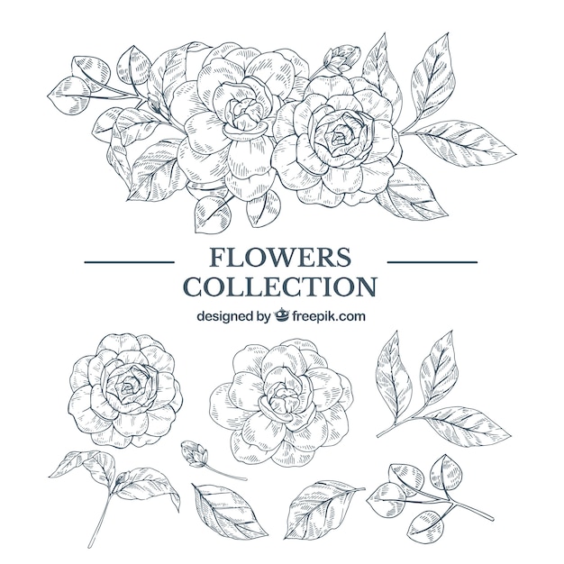 Hand Drawn Floral Element Collection: Free Download