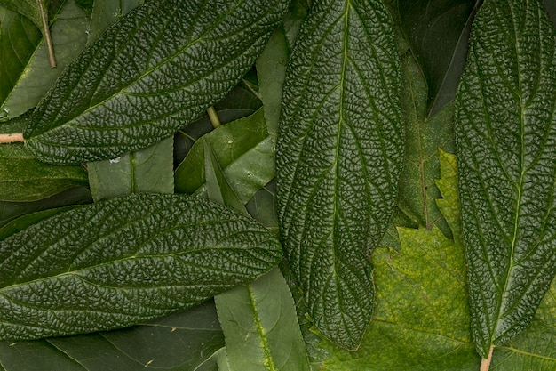 Green Variety of Leaves Background