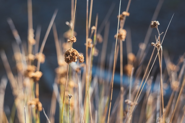 Closeup of dry wild grass in nature on blurred background