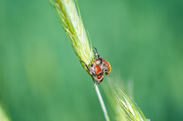 Closeup Shot of a Bug on Wheatgrass in the Forest