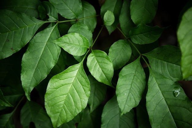 Green Leaves Closeup – Free Stock Photo Download