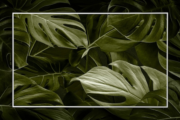 Monstera Leaf Frame Background Free Download