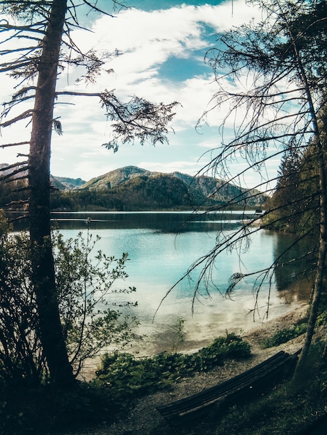 Beautiful Shot of Scenery: Lake and Forest Greenery