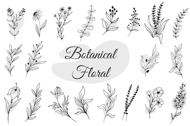 Botanical Floral Hand Drawn Isolated – Free Stock Photo Download