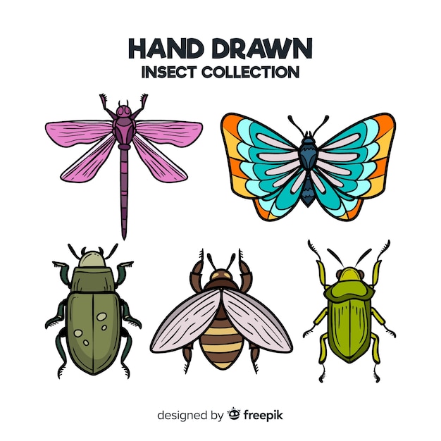 Hand drawn insect collection