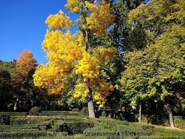 Scenic Park with Trees and Clear Sky in Aranjuez, Spain