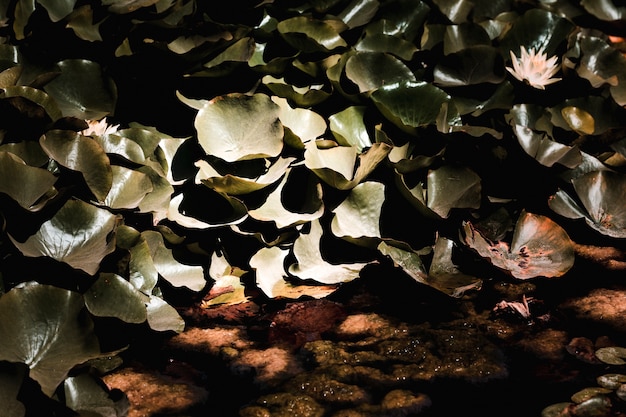 Group of Green Leaves Detail