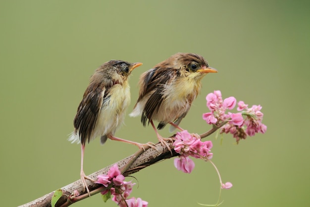 Baby Zitting Cisticola bird waiting for food from its mother on branch