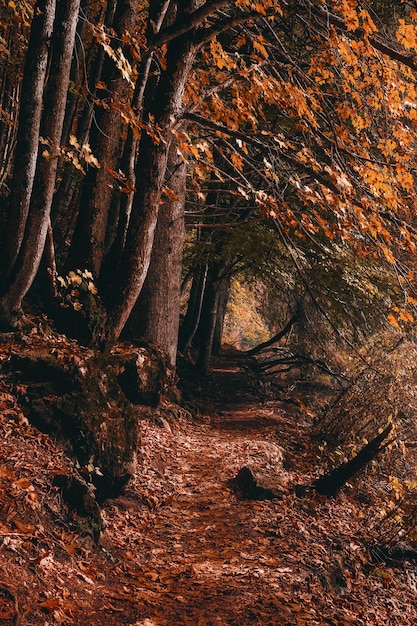 Brown tree trunk on brown soil – Free Stock Photo for Download