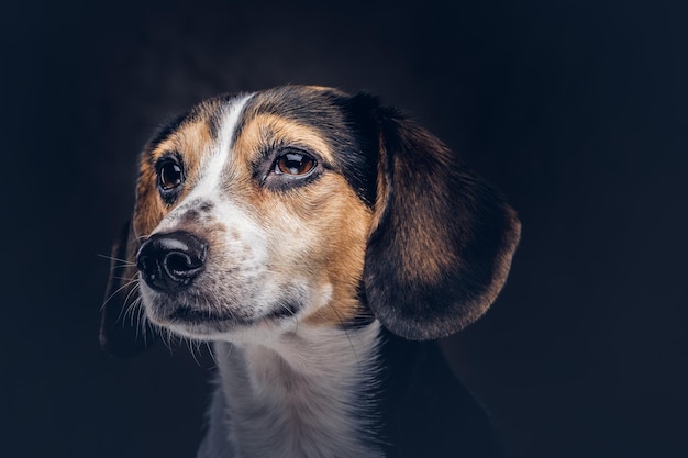 Portrait of a cute breed dog on a dark background in studio