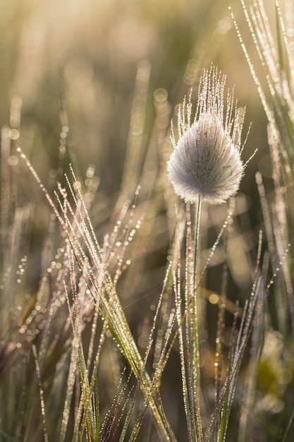 Dew-covered Lagurus Ovatus Flowerhead – Free Download