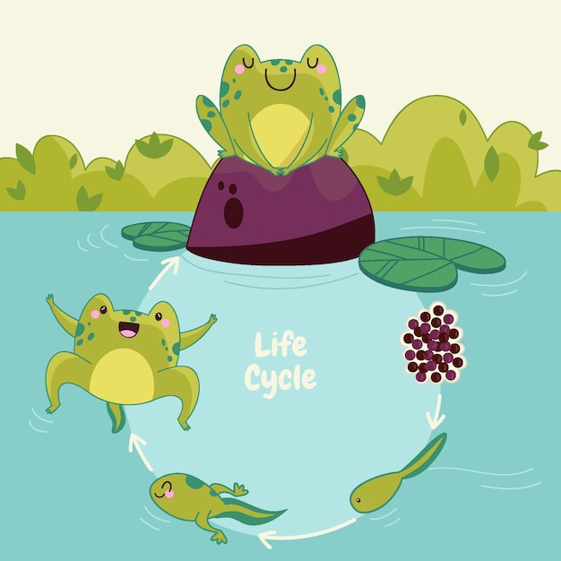 Hand drawn frog life cycle free download