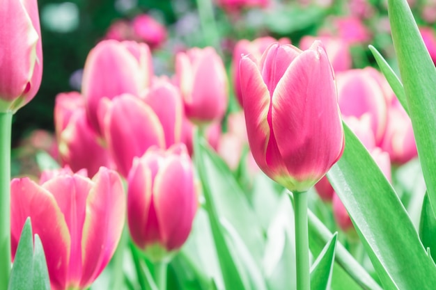 Tulips – Free Download Beautiful Flower Stock Photos