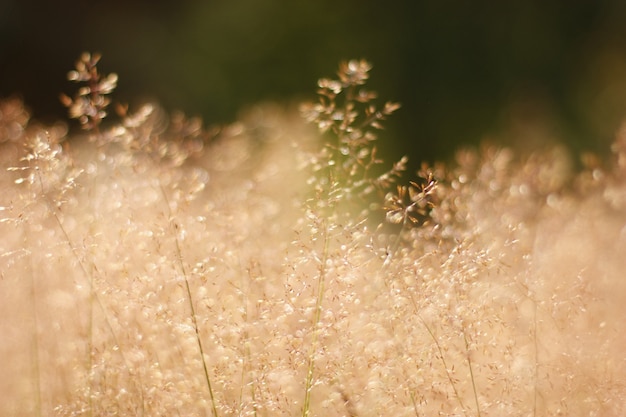 Wide Closeup of Pinkish Plants in a Field