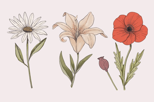 Colorful Vintage Botany Flower Collection Draw – Free Stock Photo Download