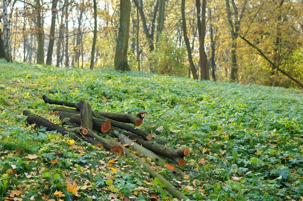 Shallow focus shot of wooden logs on grass ground in forest