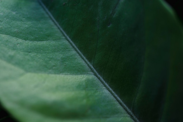 Macro of a green tropical leaf – Free Download