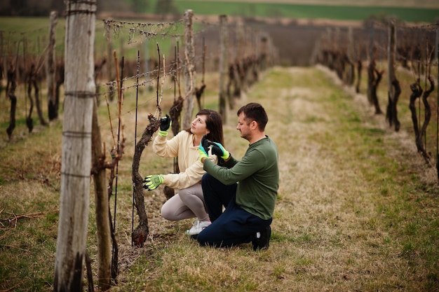 Couple working on vineyard in early spring – Free Stock Photo for Download