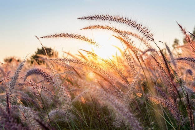 Grass Flower at Sunset