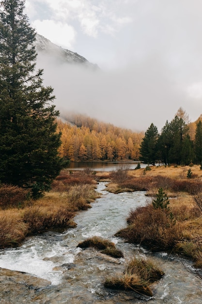 Vertical shot of a small stream of water flowing through an autumn forested area on a misty day