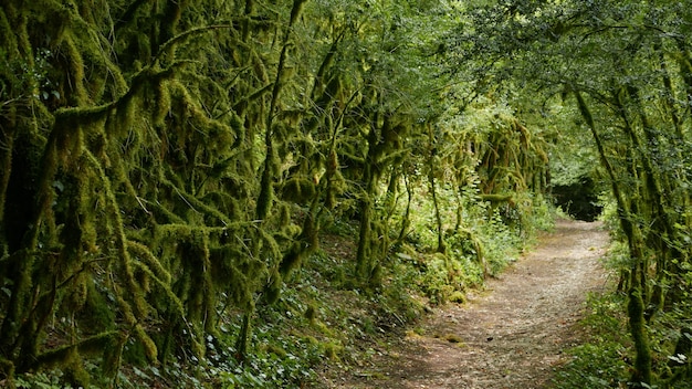 Empty Road Surrounded by Mossy Green Trees