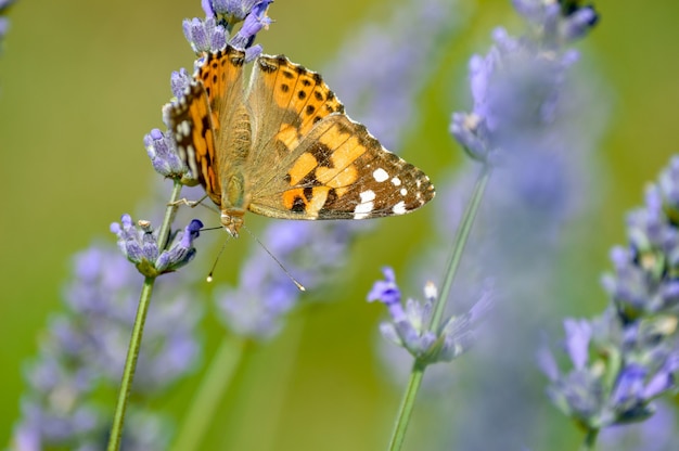 Selective focus of a butterfly on blooming purple flowers