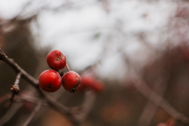 Berries – Free Stock Photo for Download