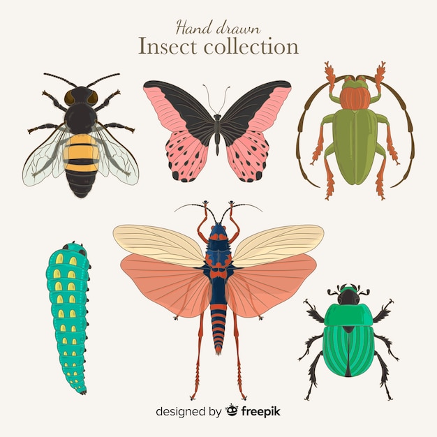 Hand drawn insect collection – Free Download