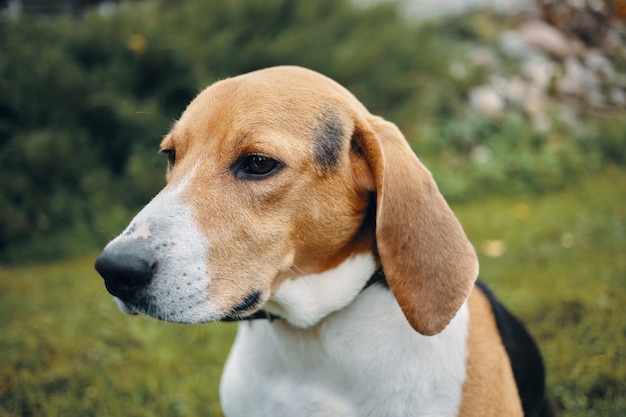 Lovely tricolor pup on meadow or garden – Summertime portrait of cute beagle dog playing outdoors