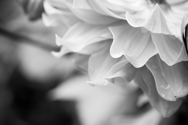 Close up macro flower