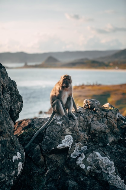 Vertical shot of a monkey sitting on the rock with a beautiful blurry sea