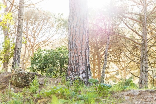 Summer Forest in Day Sunshine – Free Stock Photo Download