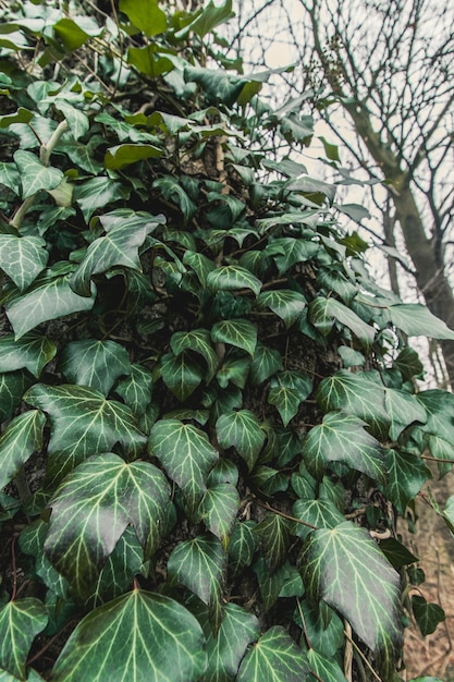 Vertical Shot of Green Vine Plants Attached in the Trunk of the Tree