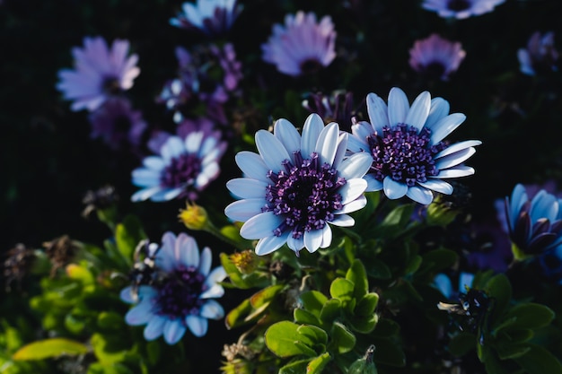 Closeup Shot of Hardy Long Flowering African Daisy