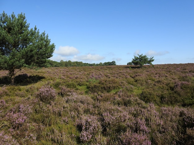 Grassy Field on Sunny Day at Hoge Veluwe National Park in the Netherlands