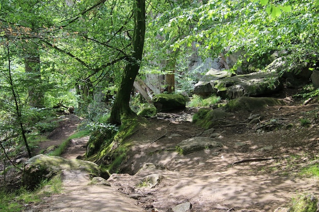 Shady Trail with Big Rocks Along Ekkodalen – Download Free Stock Photo