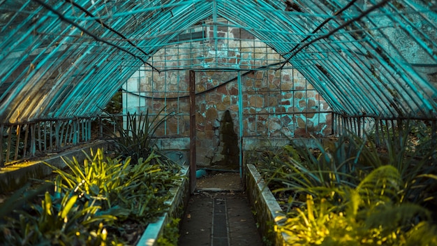 Greenhouse with botanical plants