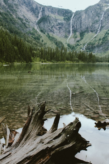 Vertical shot of a broken tree in Avalanche Lake near a forest and a mountain