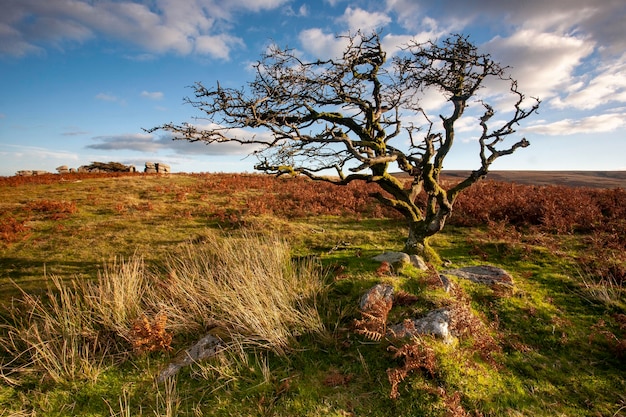 Isolated tree on the savannah – Free Stock Photo