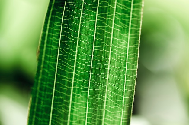 Green Leaf Detail Free Stock Photo – Download for Free