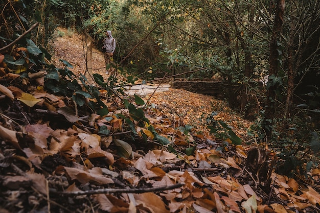 Forest with autumn leaves and man in background