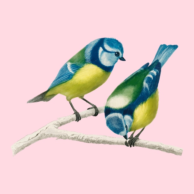 Eurasian Blue Tit Vector Template Illustrated by Charles Dessalines D’Orbigny (1806-1876)