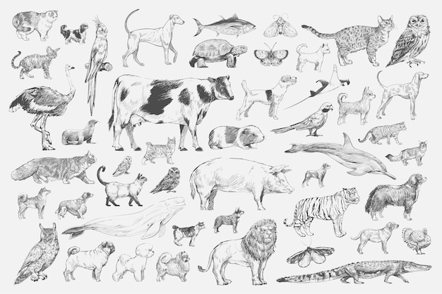 Animal Collection: Illustration Drawing Style