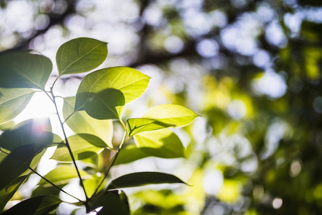 Sunflare on green leaves in nature – Free Download