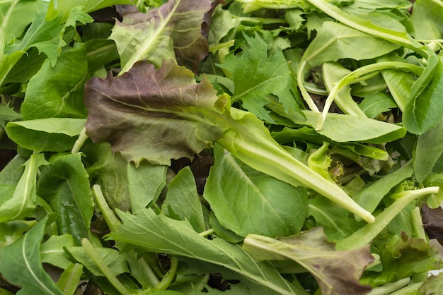 Salad mix with rucola, frisee, radicchio and lamb’s lettuce